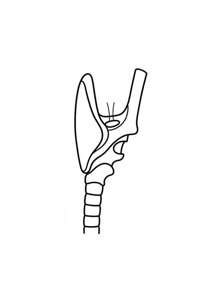 Airway anatomy line illustration showing larynx and trachea for device fitting reference